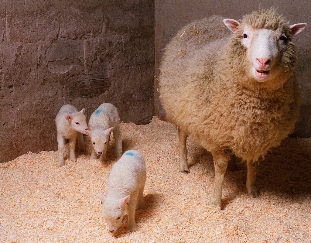 Fåret Dolly, det första klonade djuret, 1996.